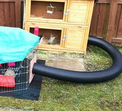 2ft runaround rabbit - runaround,