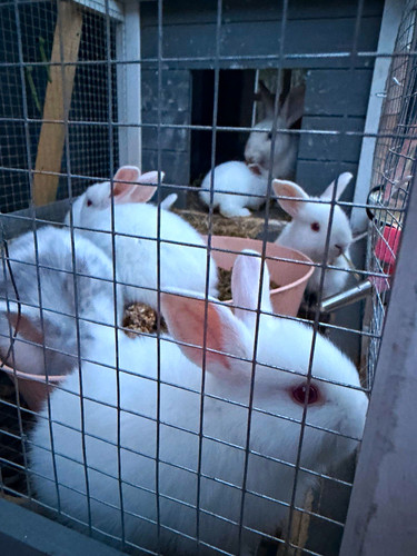 Wooden rabbit hutch enclosure - rabbit,