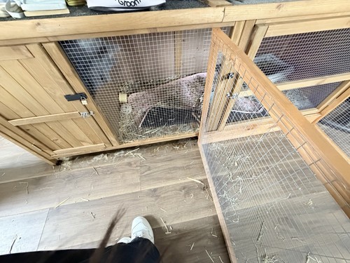 Wooden rabbit hutch - rabbit, run